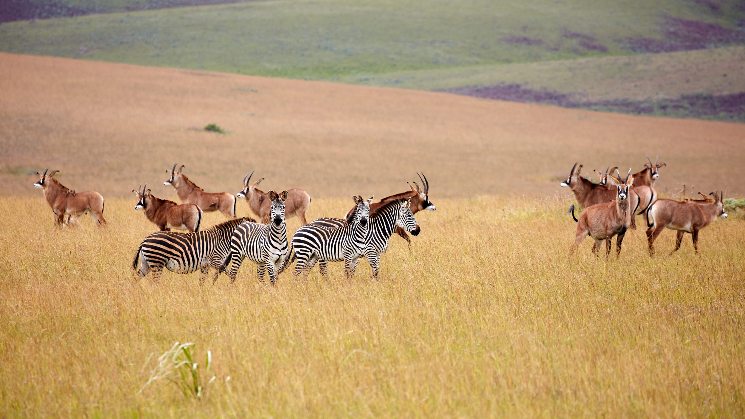 Malawi [shutterstock]
