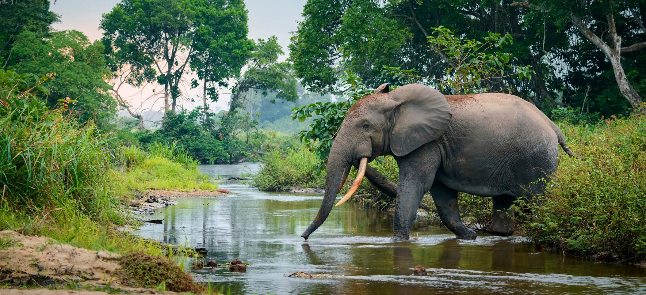 African forest elephant (Loxodonta cyclotis) and the Lekoli River. Odzala-Kokoua National Park. Cuvette-Ouest Region. Republic of the Congo