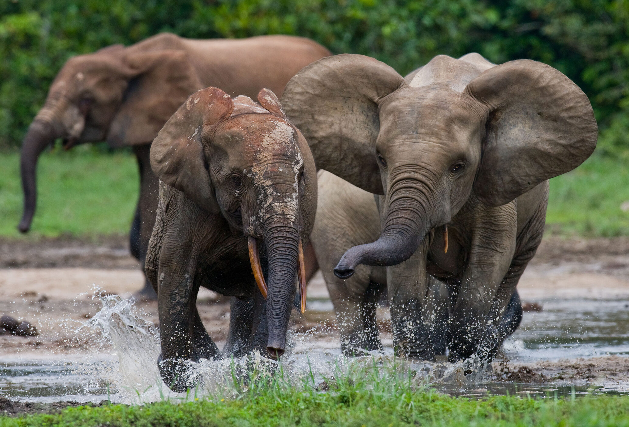 Forest elephants playing with each other. Central African Republic. Republic of Congo. Dzanga-Sangha Special Reserve. An excellent illustration.