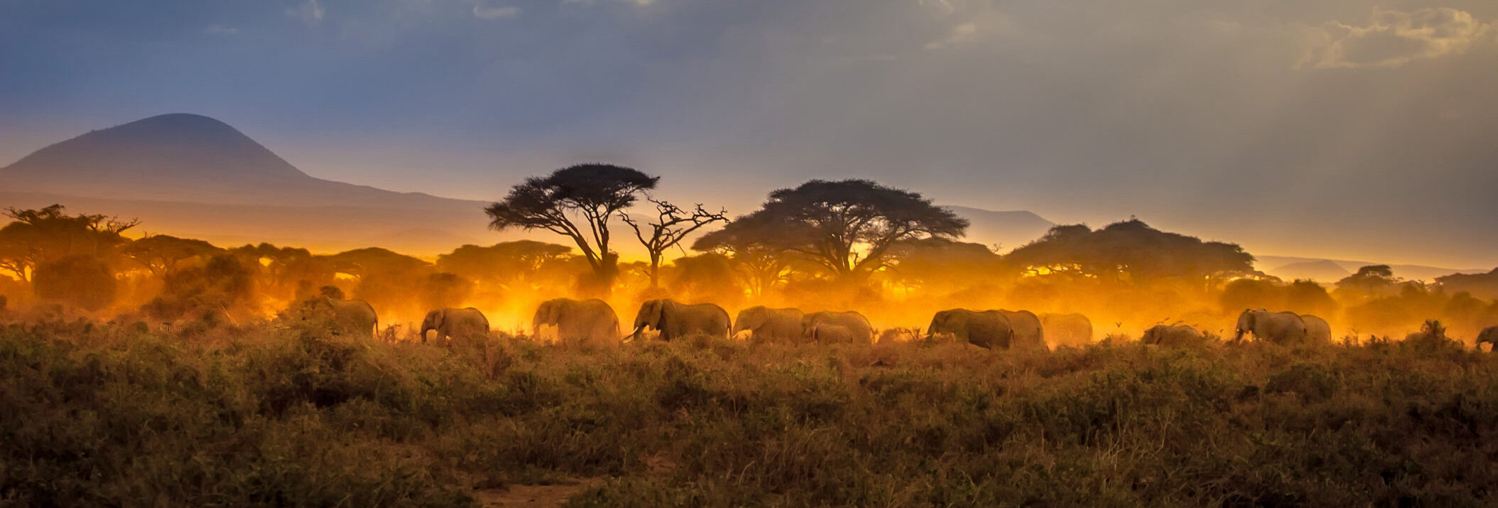 Migration of elephants. Herd of elephants. Evening in the African savannah.
