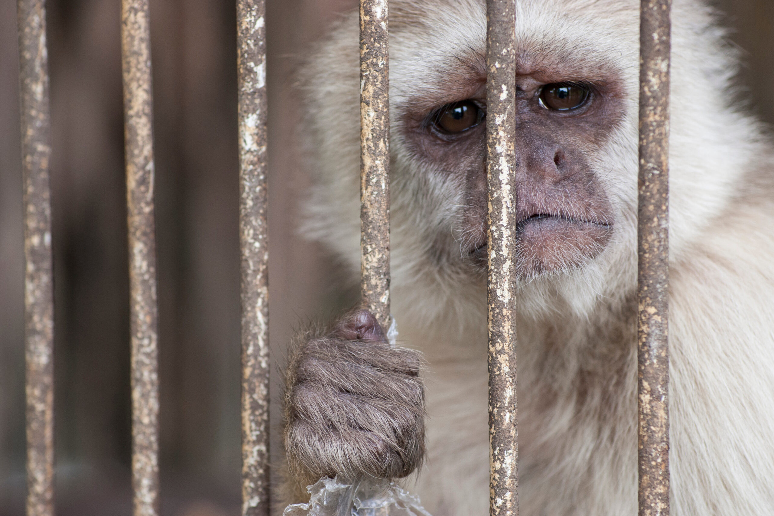 A monkey with sad face trapped in a cage