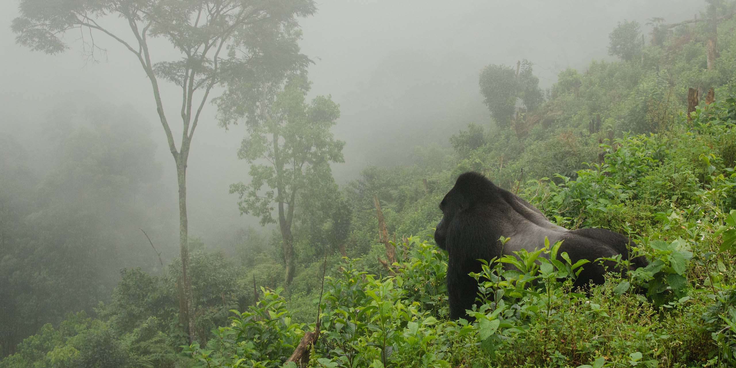 Gorilla standing in vegetation looks out over a misty, obscured landscape.